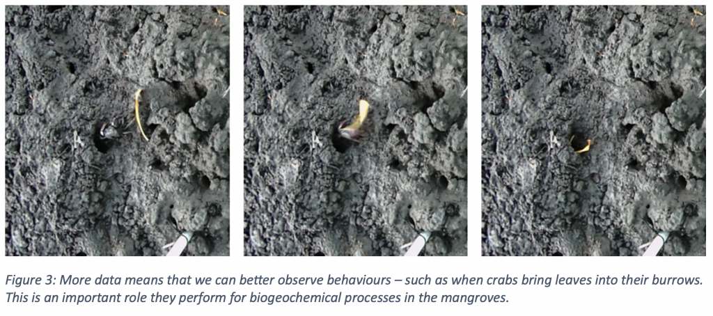 Burrowing crabs